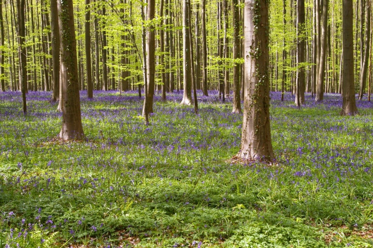 Hallerbos - Belgium