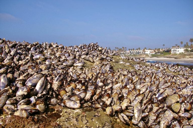 La Jolla - California