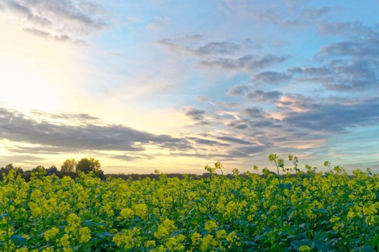 Landscape - Nivelles