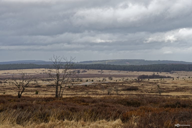 Fagnes - Savane ardennaise